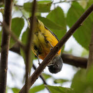 Image of Orange-bellied Flowerpecker