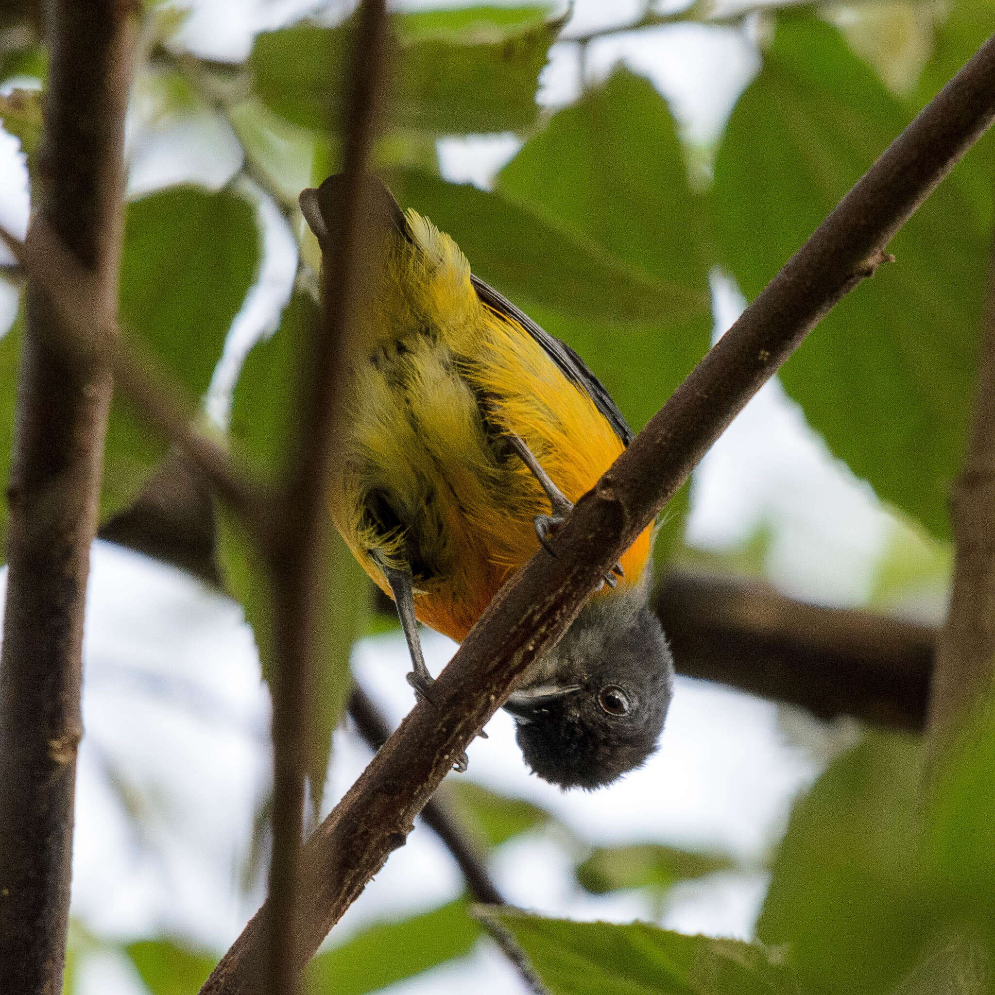 Image of Orange-bellied Flowerpecker