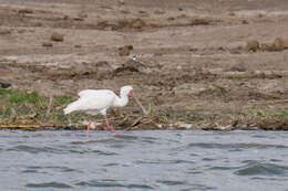 Image of African Spoonbill