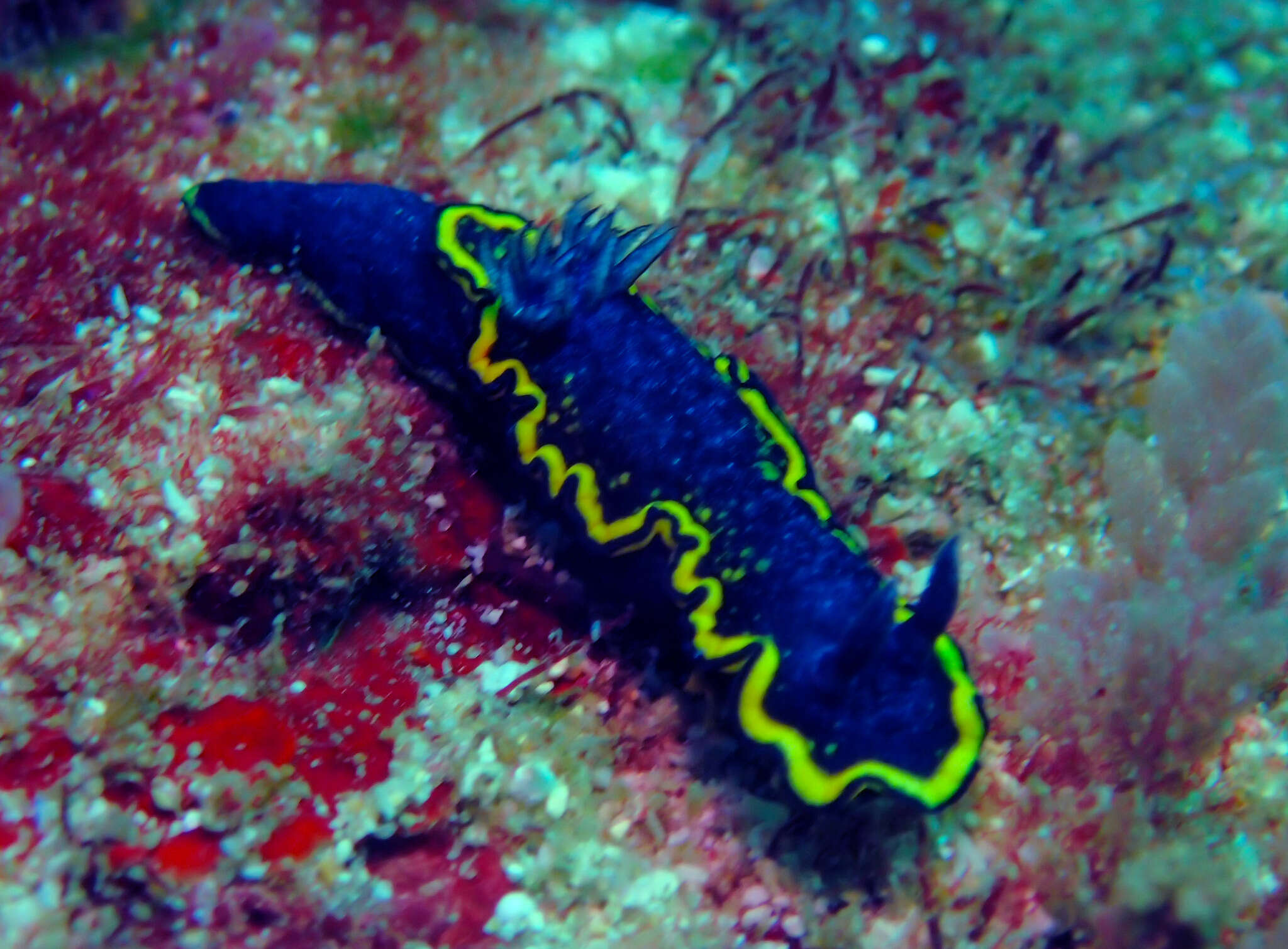 Image of Yellow edge blue slug