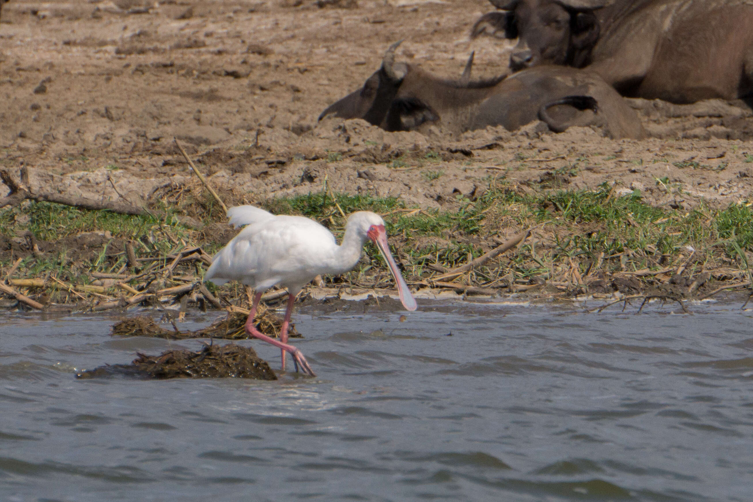 Image of African Spoonbill