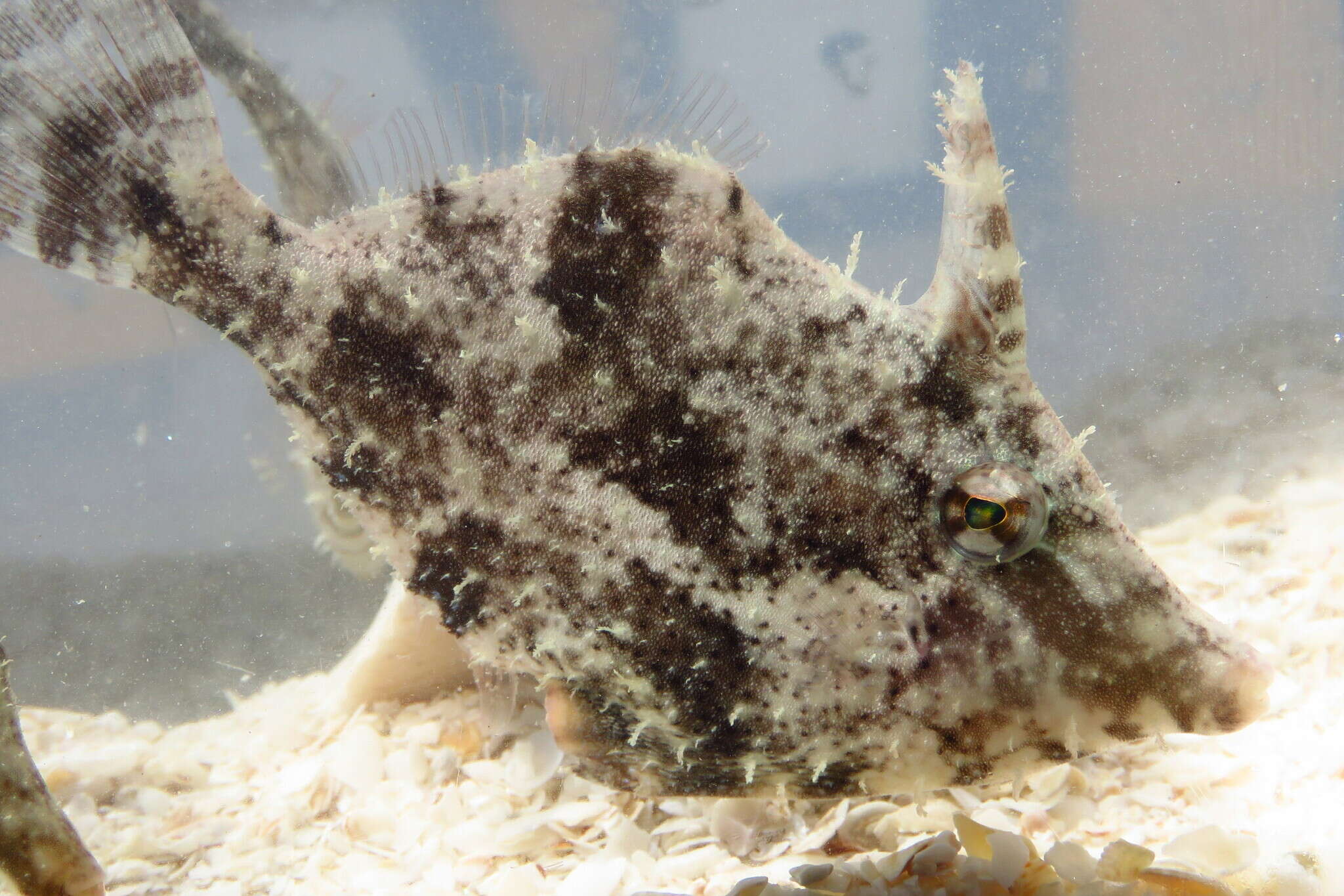 Image of Fringed Filefish