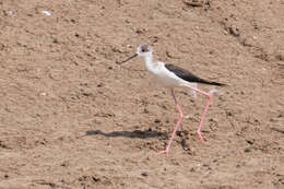 Image of Black-winged Stilt