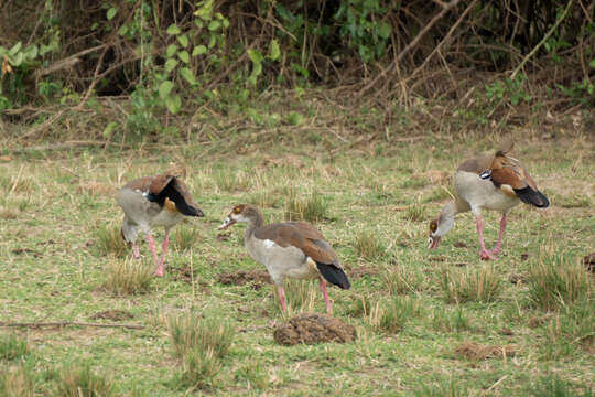 Image of Egyptian Goose