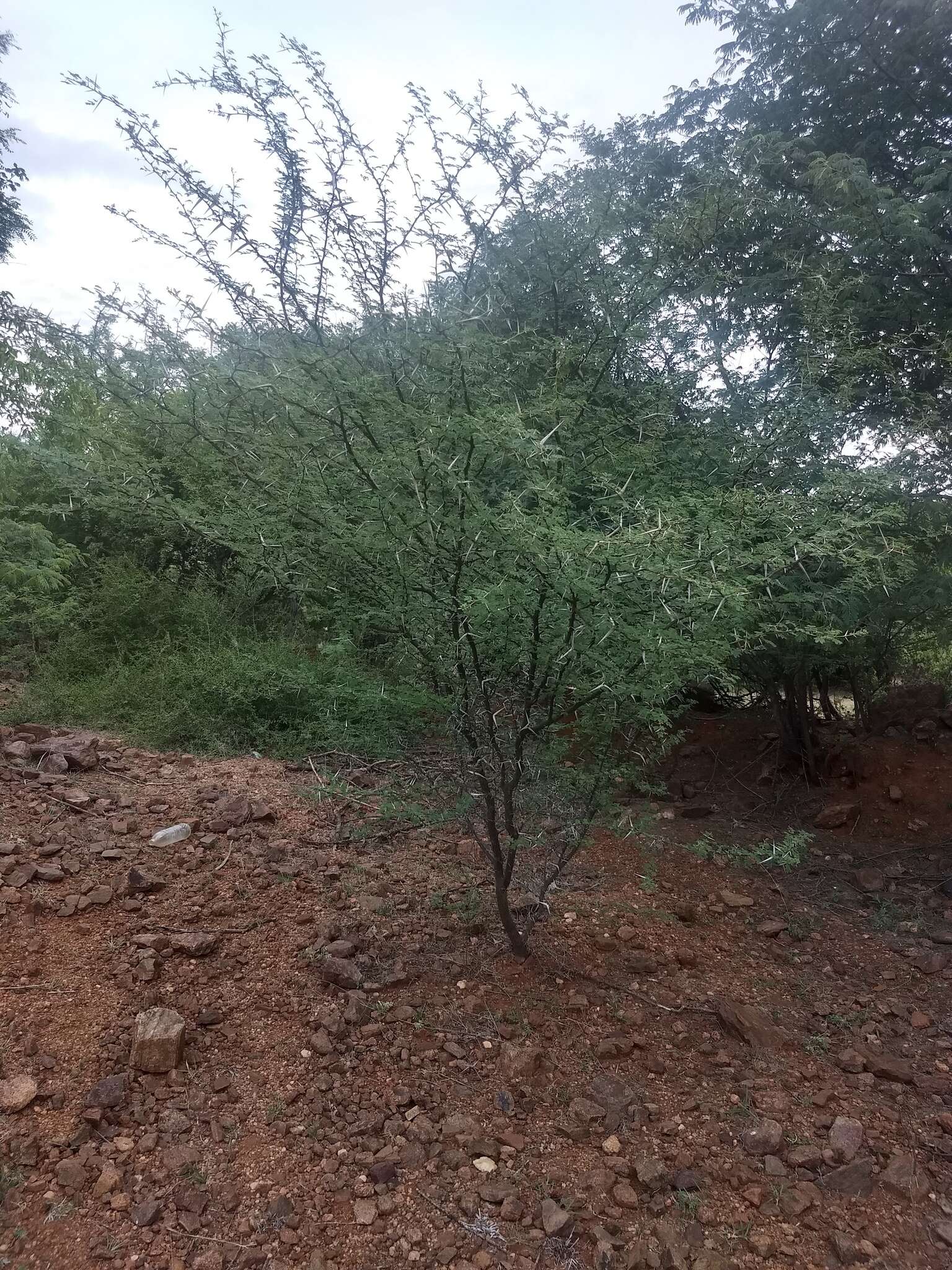 Image of Vachellia horrida (L. fil.) Kyal. & Boatwr.