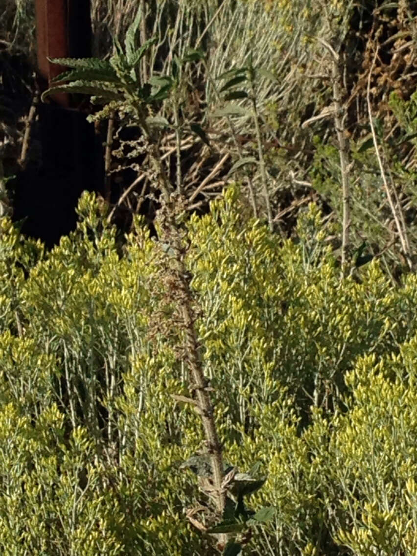 Image of Common Nettle