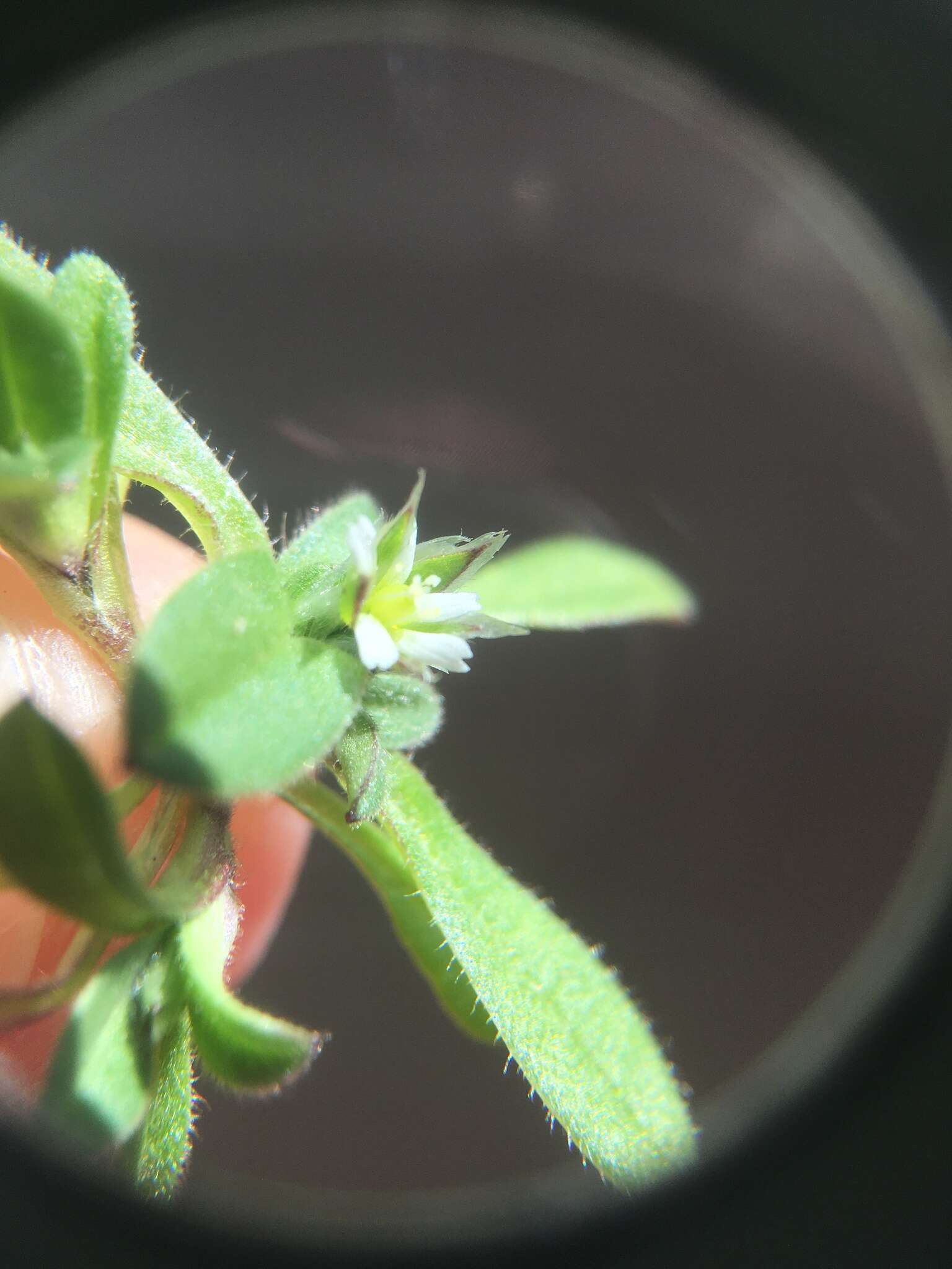 Image of fivestamen chickweed