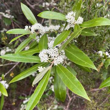 Imagem de Nematolepis squamea subsp. squamea