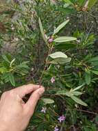 Image of Boronia foetida M. F. Duretto