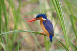 Image of Alcedo cristata