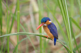 Image of Alcedo cristata