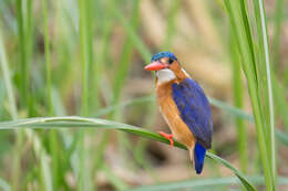 Image of Alcedo cristata