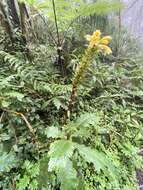 Image of Aphelandra acanthus Nees