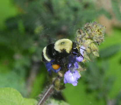 Image of Bombus steindachneri Handlirsch 1888