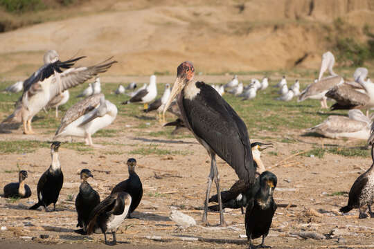 Image of White-breasted Cormorant