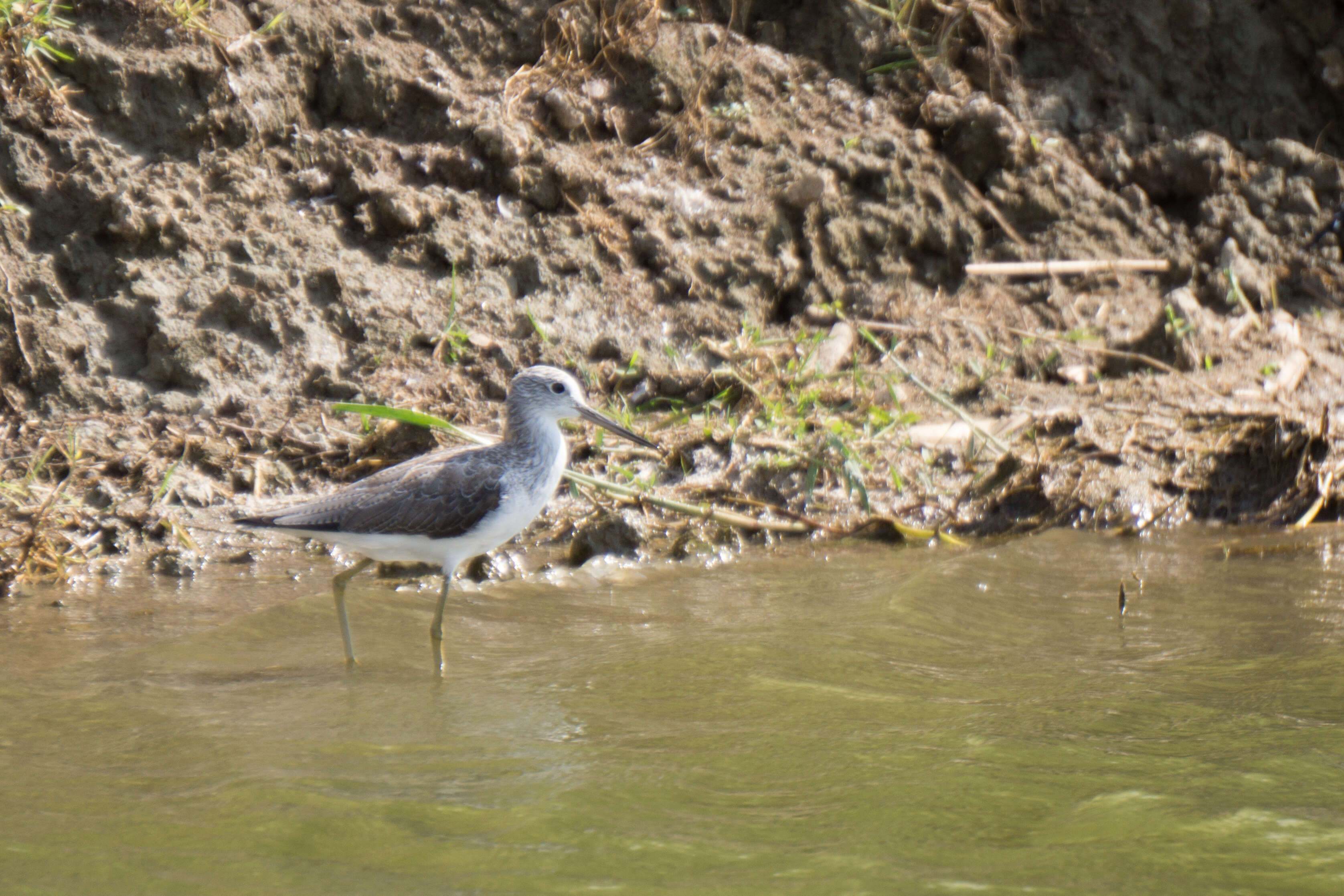 Image of Marsh Sandpiper