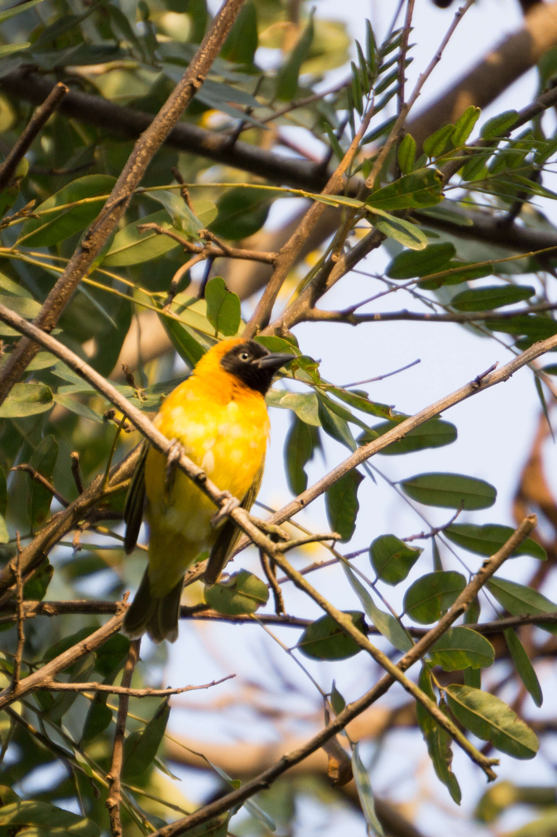 Image of Lesser Masked Weaver