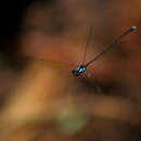 Image of Nososticta flavipennis (Selys 1886)