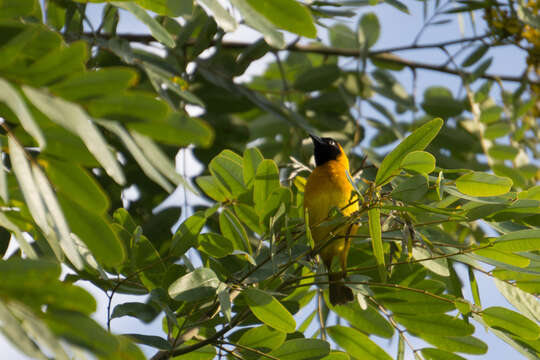 Image of Lesser Masked Weaver