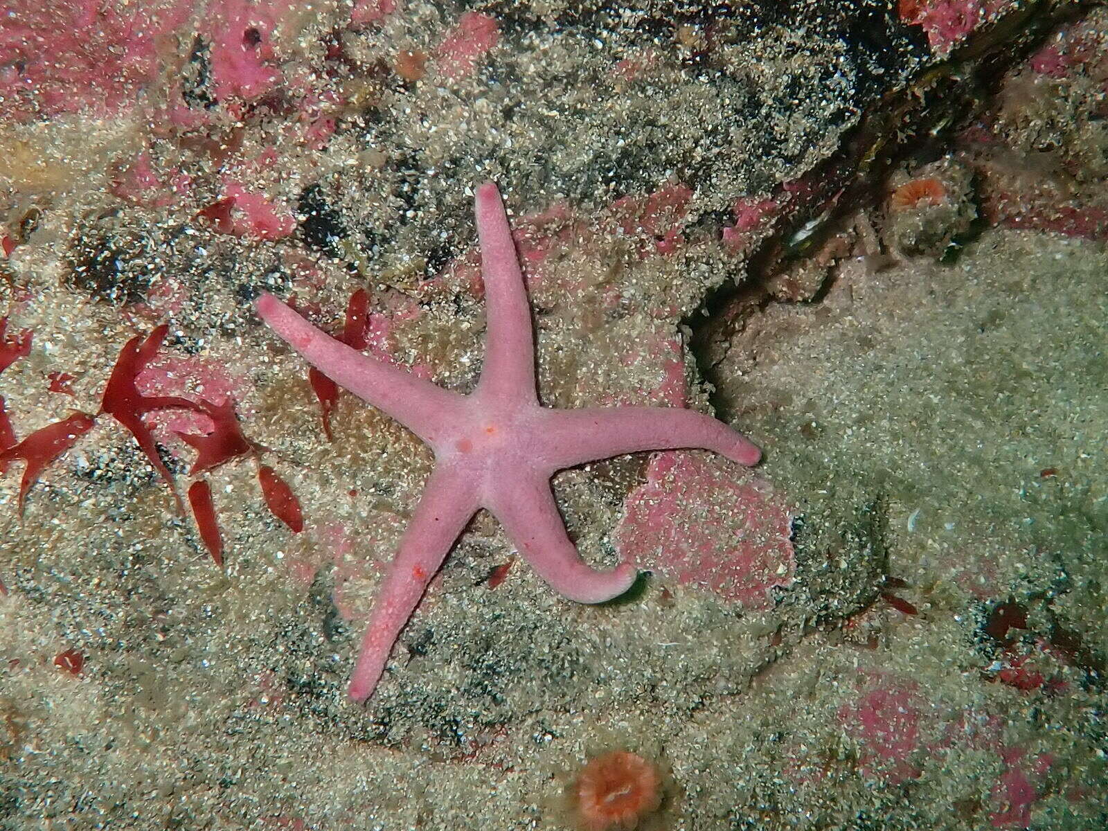 Henricia oculata (Pennant 1777) resmi