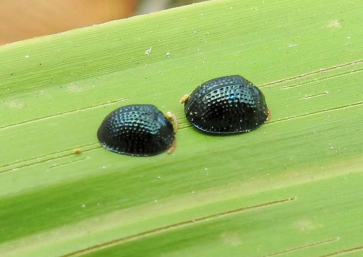 Hemisphaerota cyanea (Say 1824) resmi