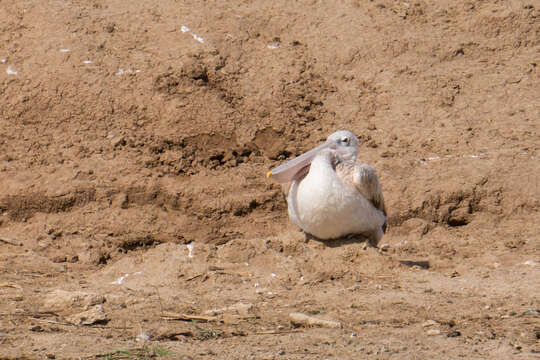 Image of Pink-backed Pelican