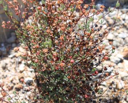 Image of Ruschiella argentea (L. Bol.) Klak