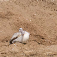 Image of Pink-backed Pelican