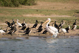 Image of White-breasted Cormorant