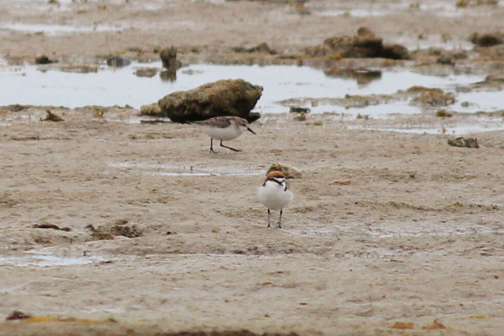 Image of Red-capped Dotterel