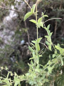 Basananthe triloba (Bolus) de Wilde的圖片