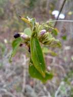 صورة Barleria phillyreifolia Baker