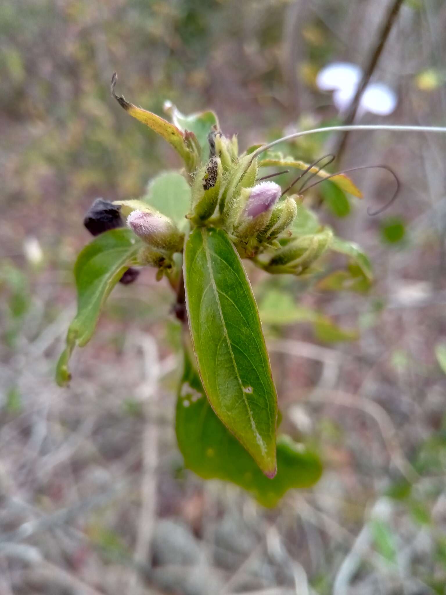 صورة Barleria phillyreifolia Baker