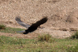 Image of Long-tailed Cormorant