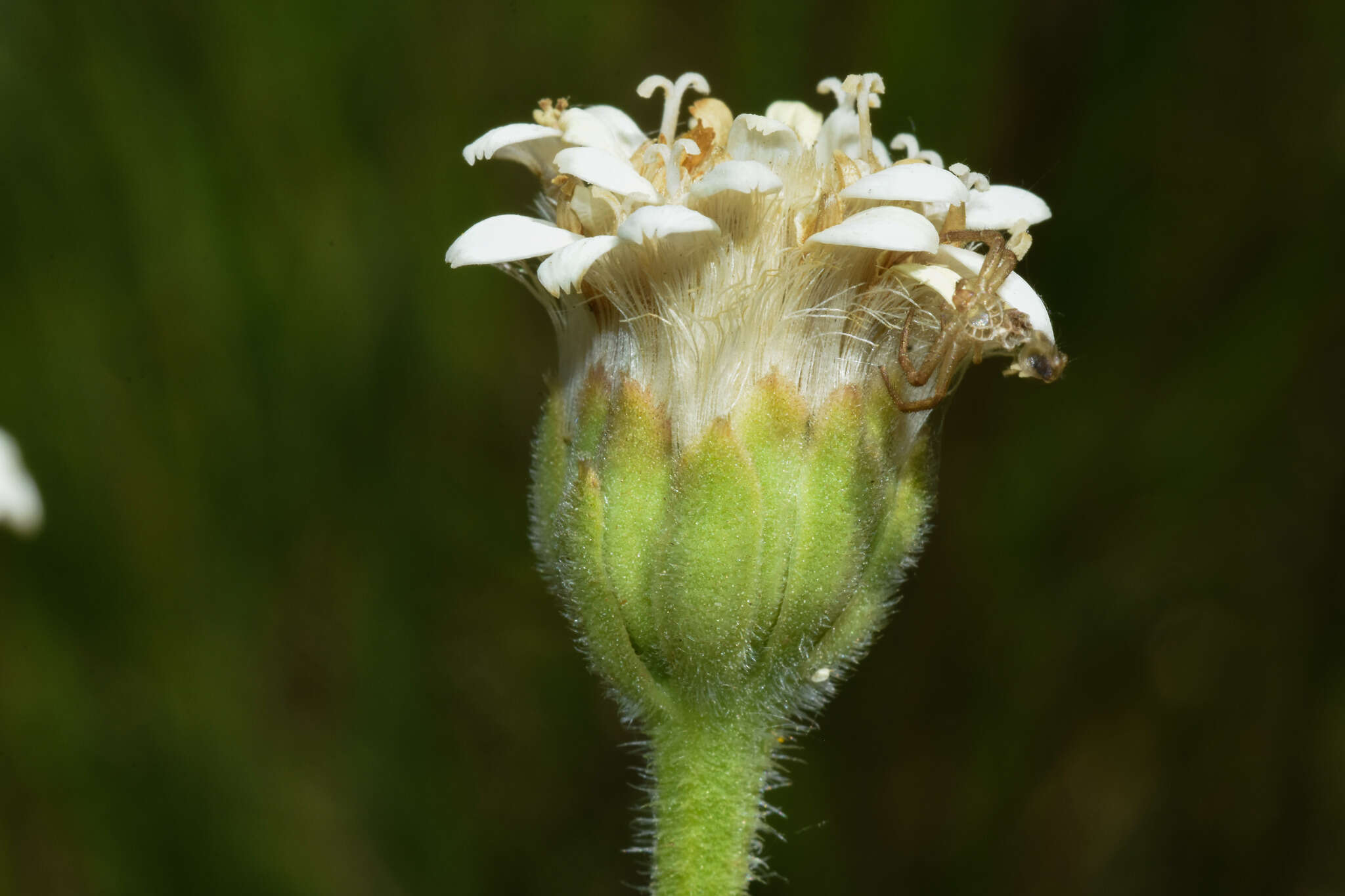 Imagem de Holocheilus brasiliensis (L.) Cabrera