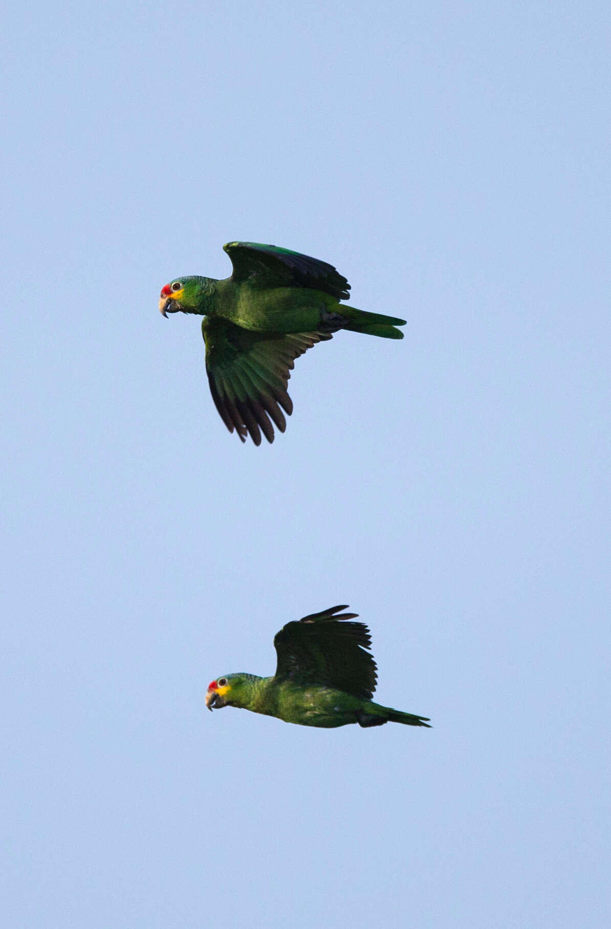 Image of Amazona autumnalis autumnalis (Linnaeus 1758)