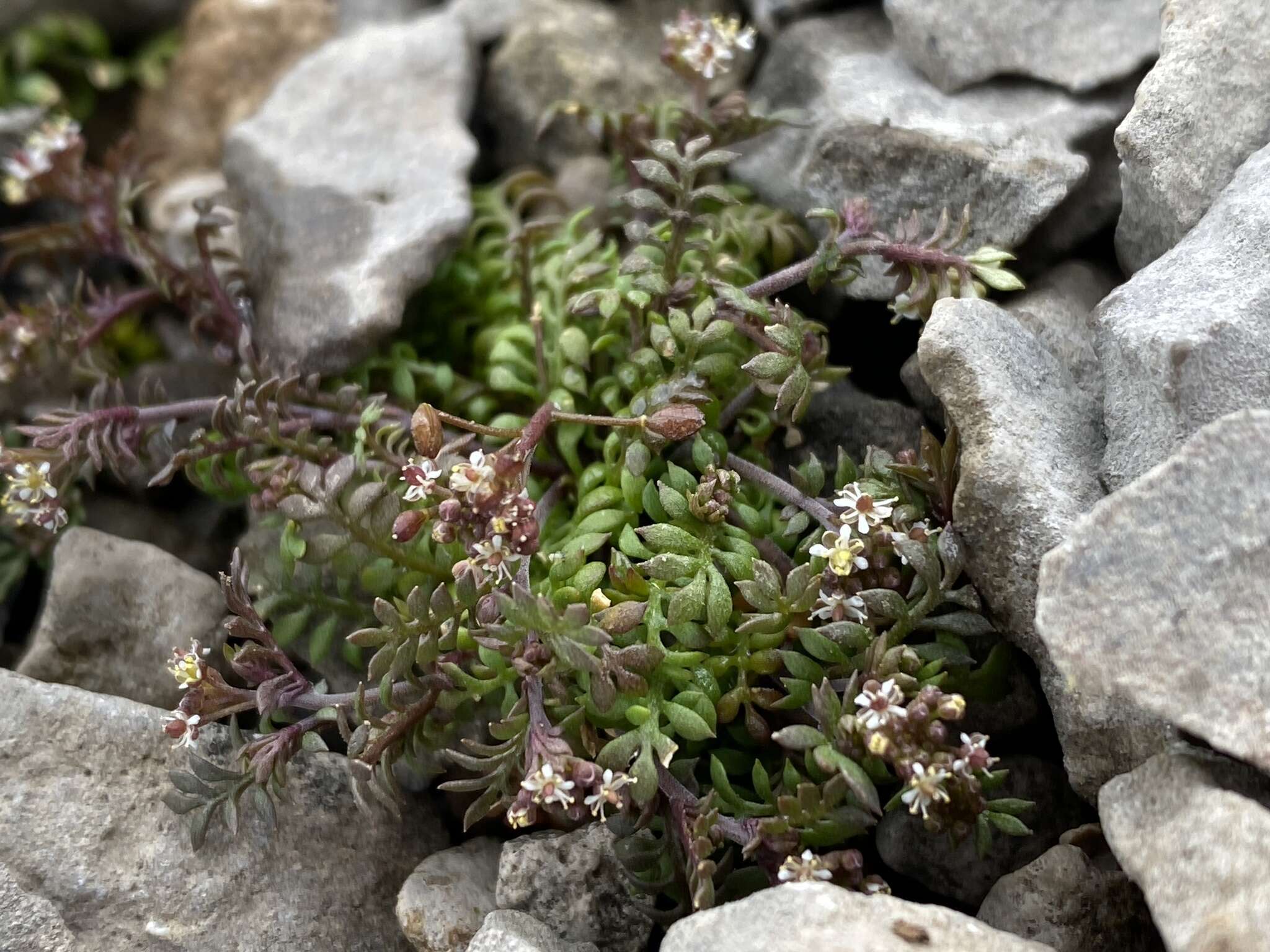 Imagem de Hornungia petraea (L.) Rchb.