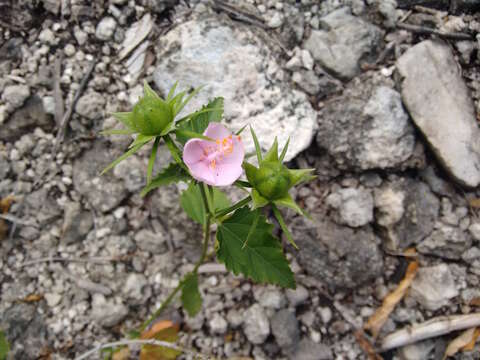 Imagem de Hibiscus phoeniceus Jacq.