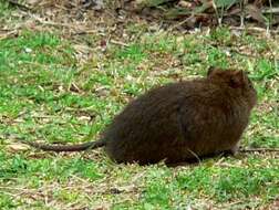 Image of Australian Swamp Rat