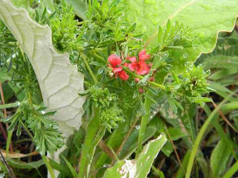 Imagem de Indigofera hilaris Eckl. & Zeyh.