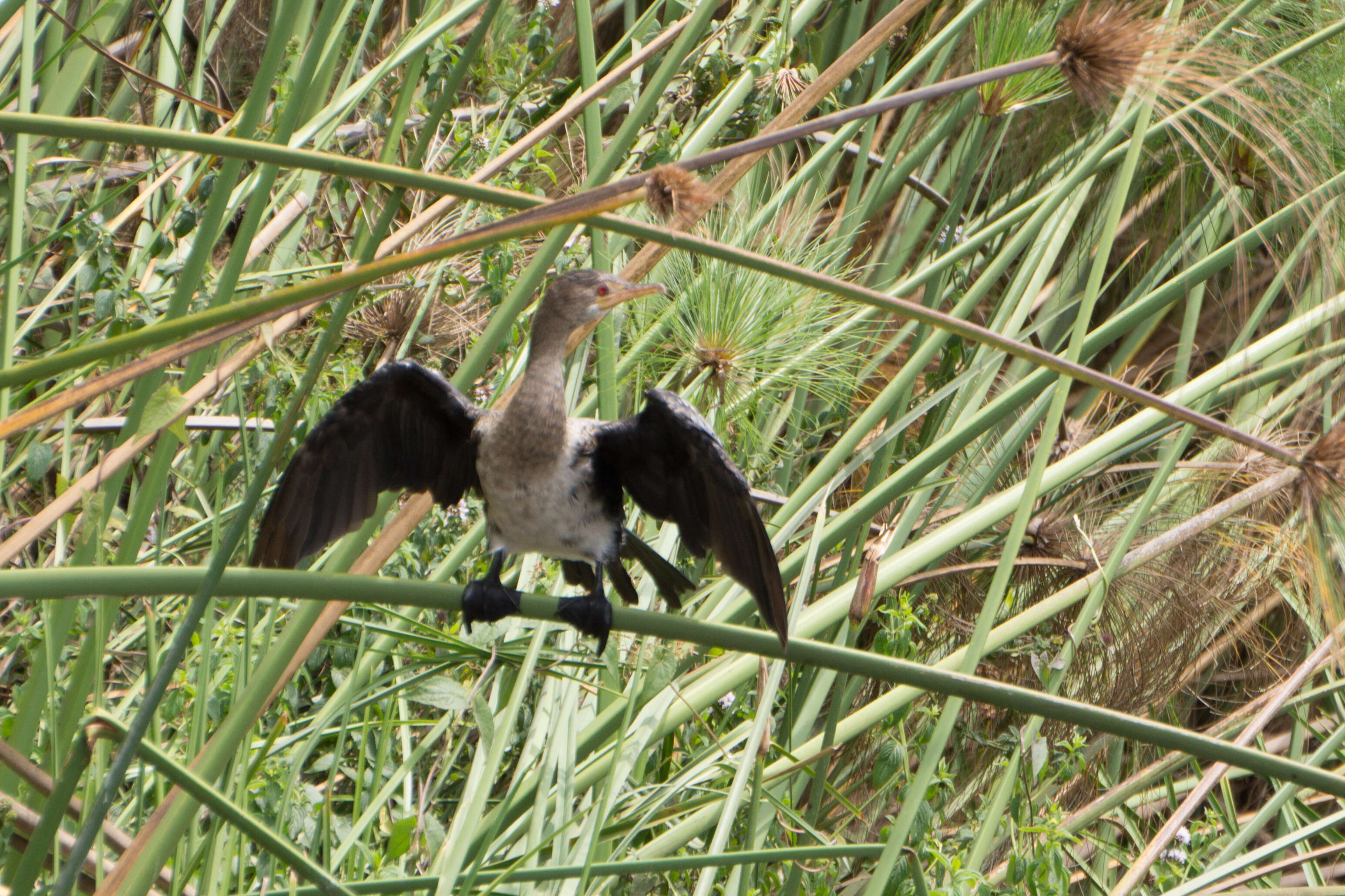 Image of Long-tailed Cormorant