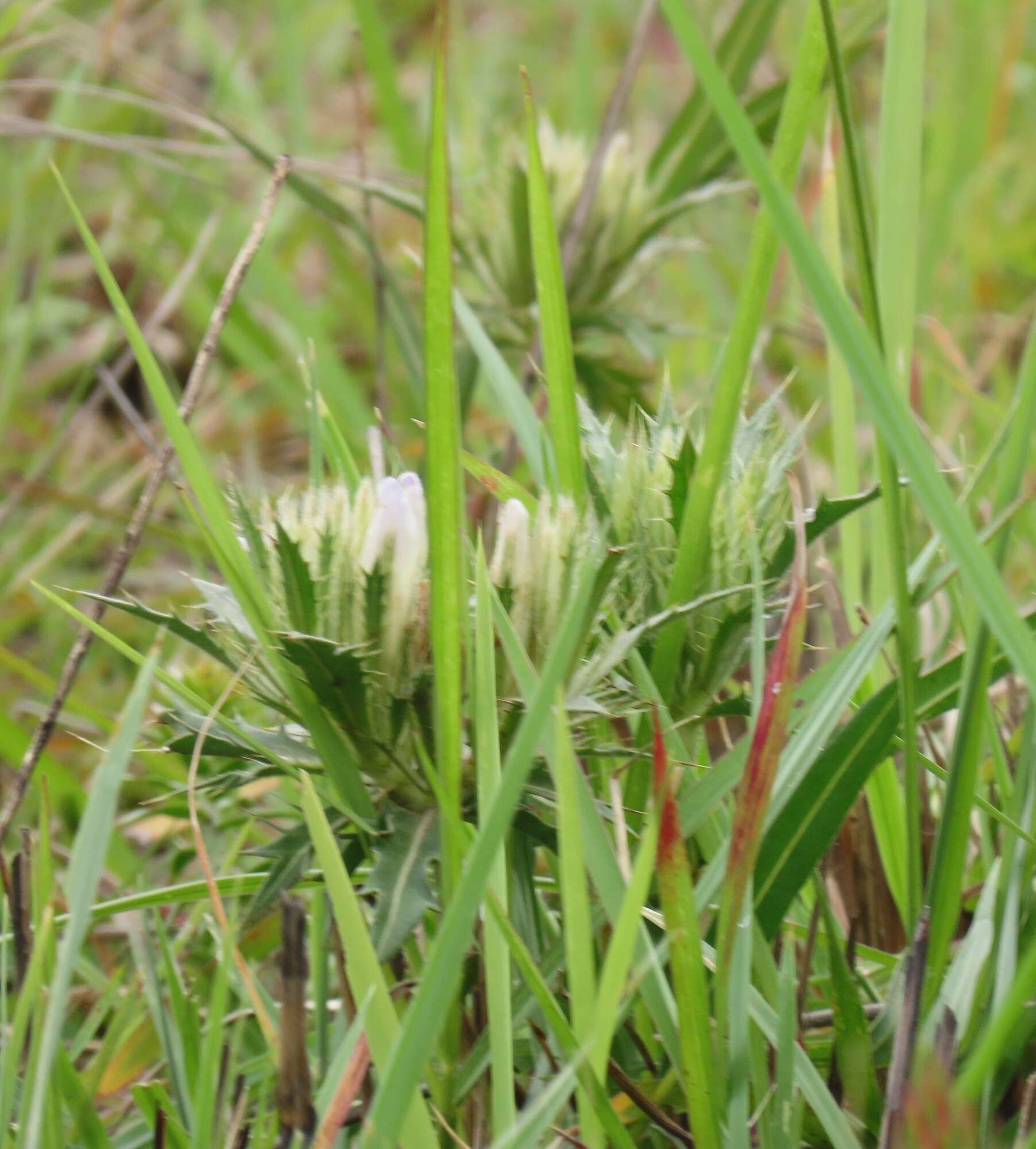 Blepharis sericea K. Vollesen resmi