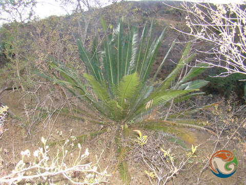 Image of Dioon planifolium Salas-Mor., Chemnick & T. J. Greg.