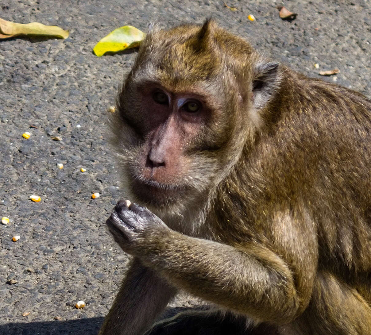 Image of Long-tailed Macaque