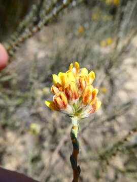 صورة Aspalathus quinquefolia subsp. quinquefolia