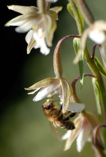 Image of Marsh Helleborine