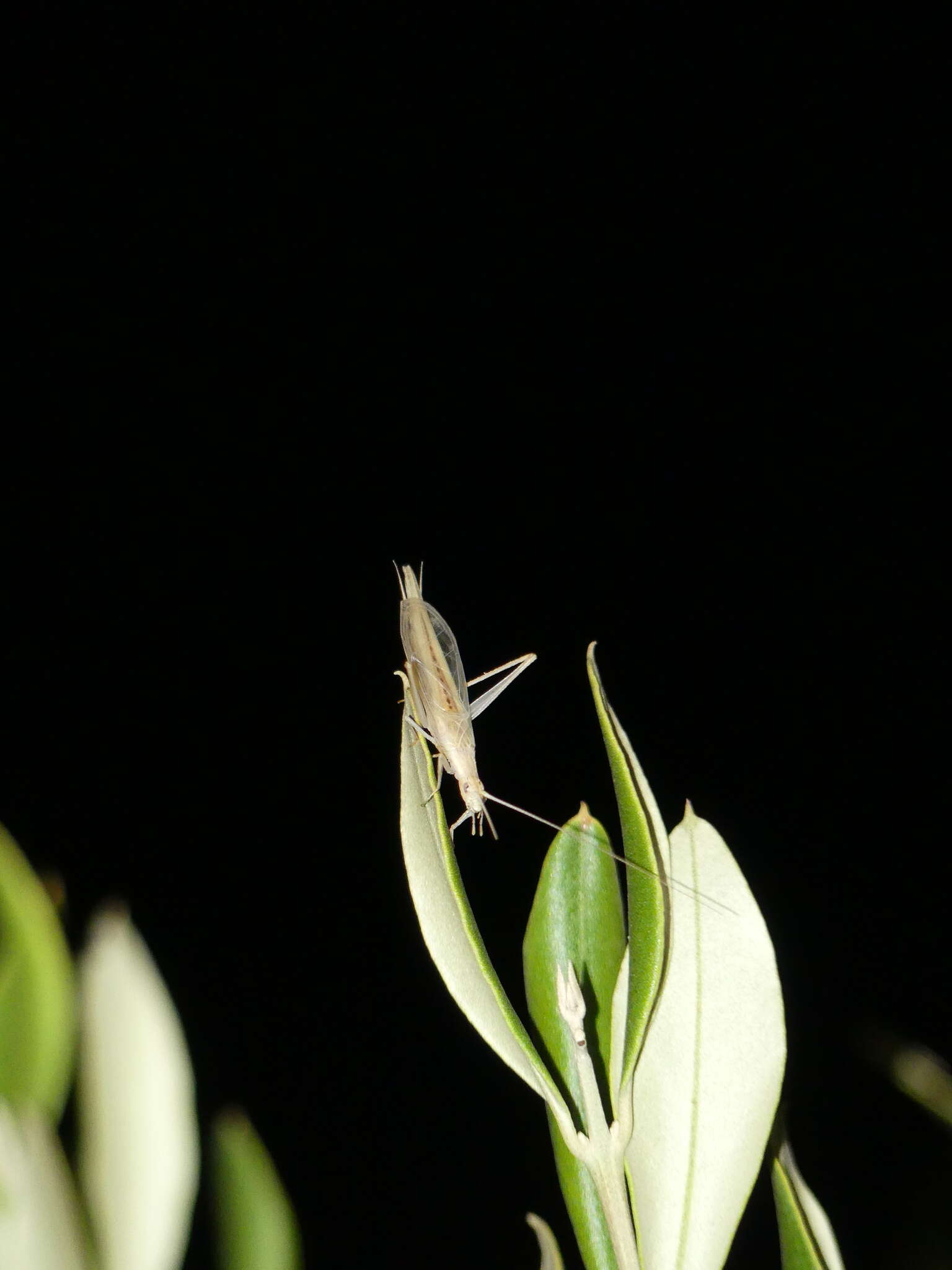 Image of Oecanthus dulcisonans Gorochov 1993