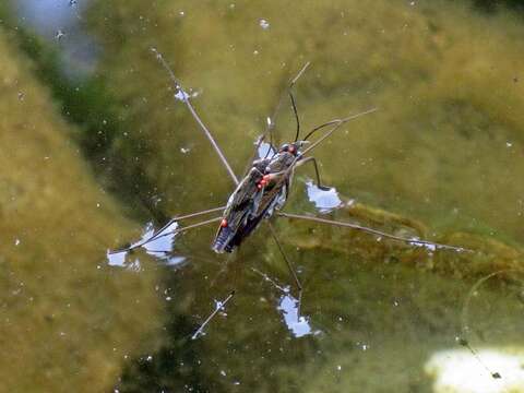 Image of Common pond skater