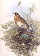 Image of Song Thrush