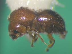 Image of Brown twig beetle